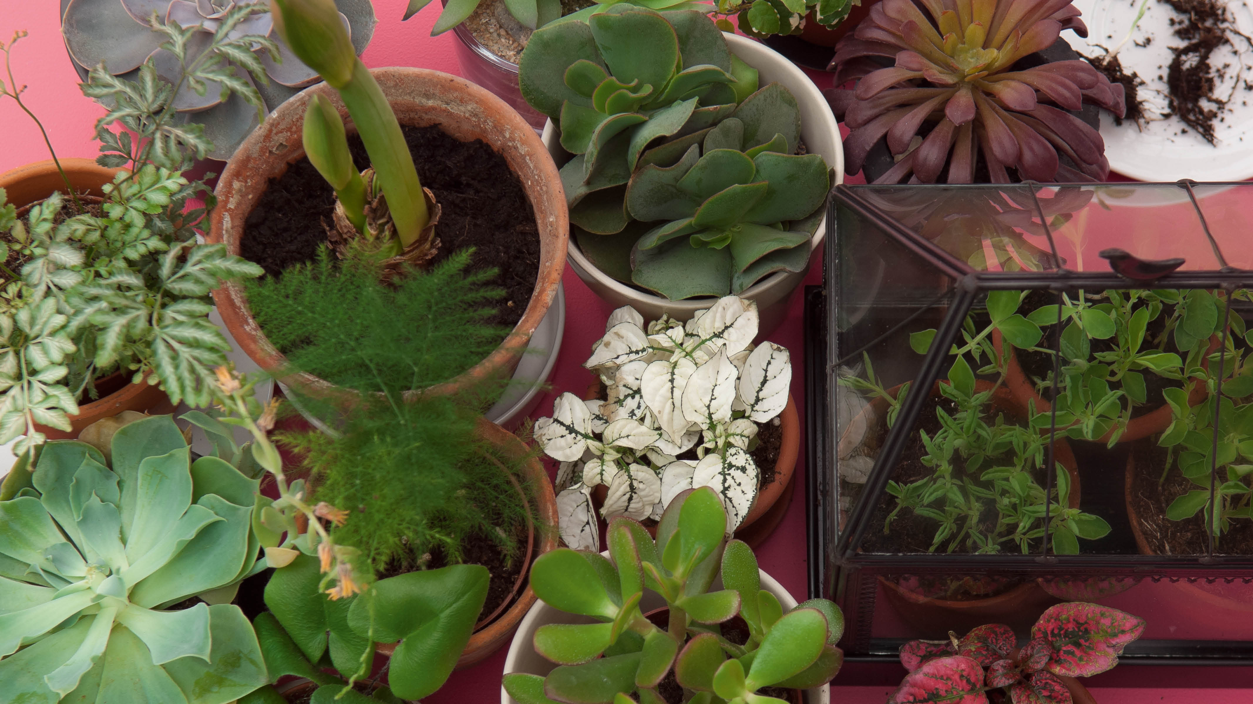 Le pouvoir des plantes Les plantes apportent une note accueillante, fraîche et chaleureuse à presque n’importe quelle pièce.