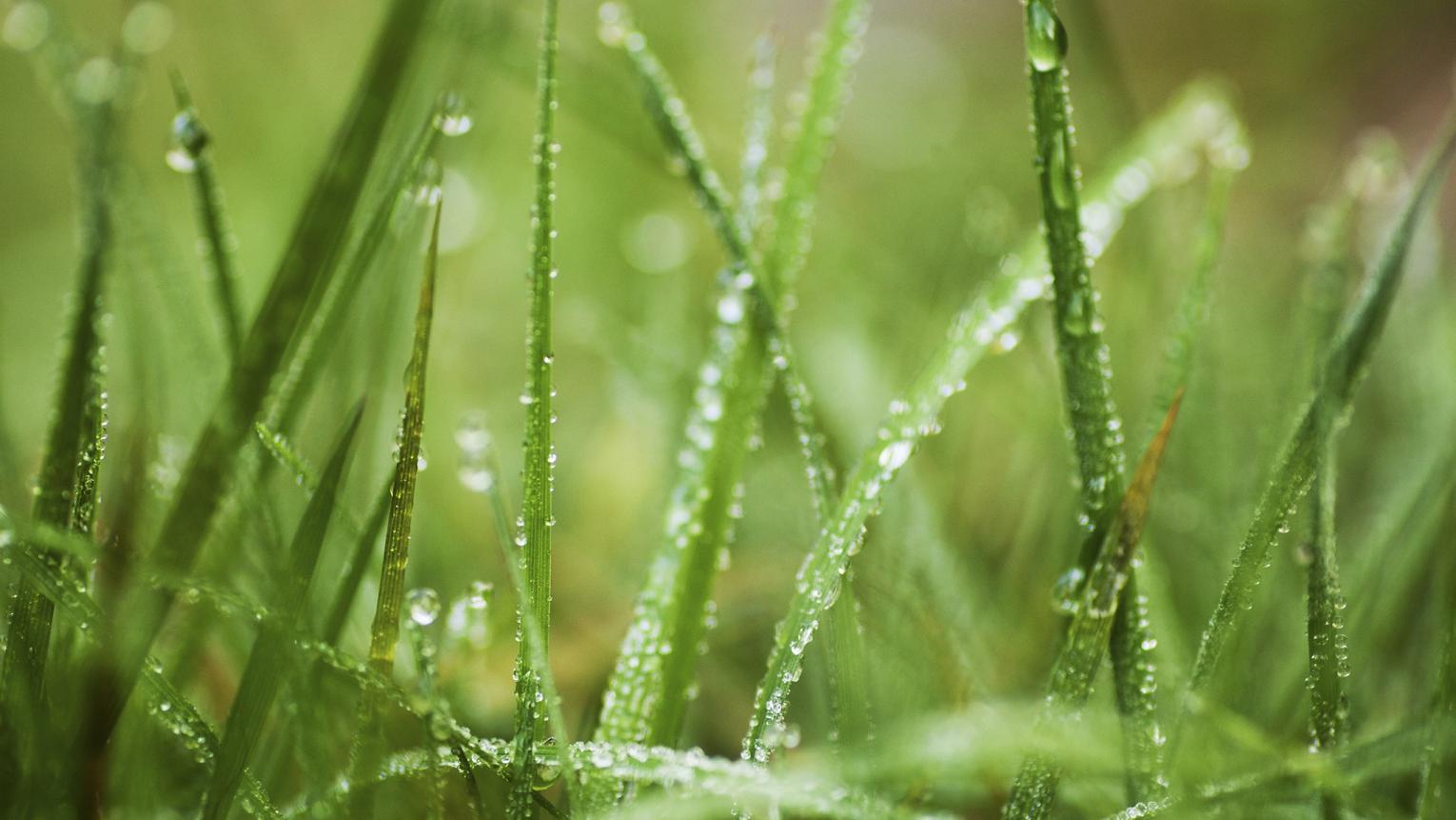 Pourquoi L Herbe Est Elle Verte Peintures De Couleurs Pour Les Interieurs Et Les Exterieurs Idees Deco Dulux Valentine Pourquoi L Herbe Est Elle Verte Peintures De Couleurs Pour Les Interieurs Et Les Exterieurs Idees Deco Dulux Valentine