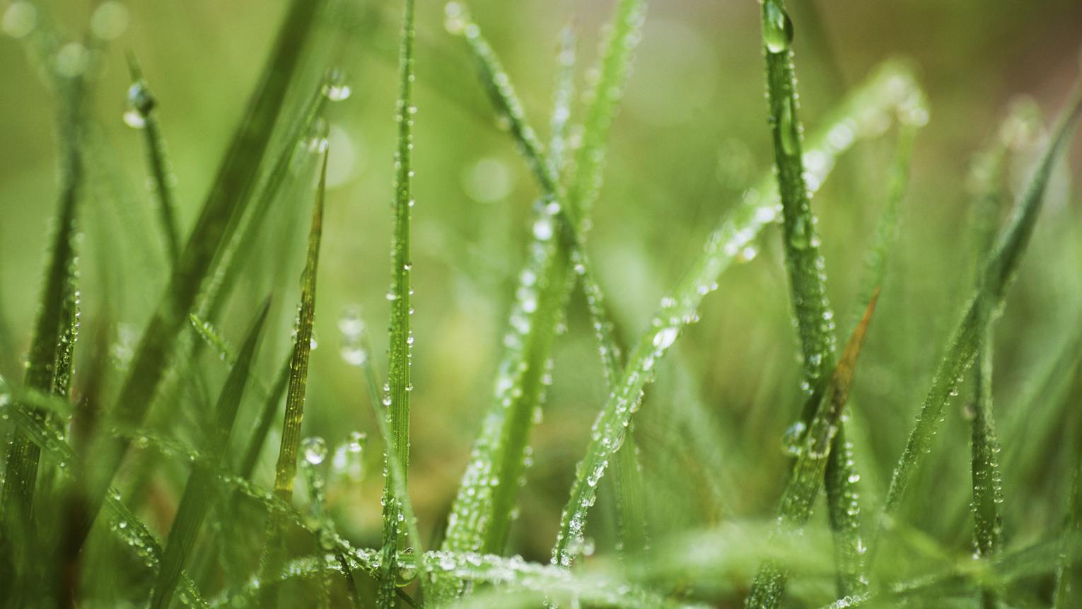 Pourquoi L Herbe Est Elle Verte Peintures De Couleurs Pour Les Interieurs Et Les Exterieurs Idees Deco Dulux Valentine